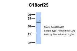 Invitrogen C18orf25 Polyclonal Antibody 100 &mu;L; Unconjugated:Antibodies,