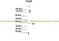 Invitrogen TXNIP Polyclonal Antibody 100 &mu;L; Unconjugated:Antibodies,