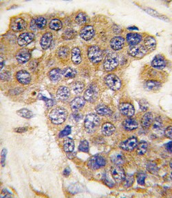 Invitrogen PUMA alpha Polyclonal Antibody 400 &mu;L; Unconjugated:Antibodies,