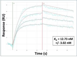 Invitrogen OMA1 Polyclonal Antibody 100 &mu;L; Unconjugated:Antibodies,