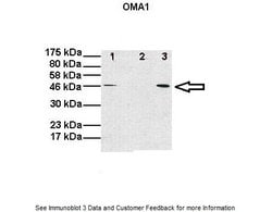 Invitrogen OMA1 Polyclonal Antibody 100 &mu;L; Unconjugated:Antibodies,