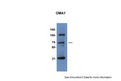 Invitrogen OMA1 Polyclonal Antibody 100 &mu;L; Unconjugated:Antibodies,