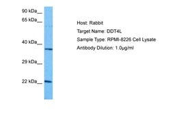 Invitrogen DDIT4L Polyclonal Antibody 100 &mu;L; Unconjugated:Antibodies,