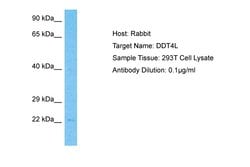Invitrogen DDIT4L Polyclonal Antibody 100 &mu;L; Unconjugated:Antibodies,