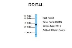 Invitrogen DDIT4L Polyclonal Antibody 100 &mu;L; Unconjugated:Antibodies,