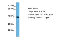 Invitrogen RAD9B Polyclonal Antibody 100 μL; Unconjugated:Antibodies,