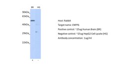 Invitrogen ENPP6 Polyclonal Antibody 100 &mu;L; Unconjugated:Antibodies,