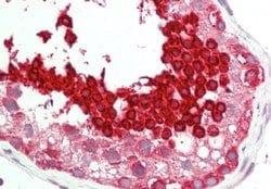 Invitrogen HSP701L Polyclonal Antibody 100 μL; Unconjugated:Antibodies,