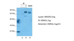 Invitrogen HSP701L Polyclonal Antibody 100 μL; Unconjugated:Antibodies,