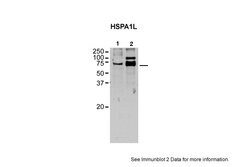 Invitrogen HSP701L Polyclonal Antibody 100 μL; Unconjugated:Antibodies,