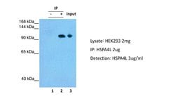 Invitrogen HSPA4L Polyclonal Antibody 100 &mu;L; Unconjugated:Antibodies,