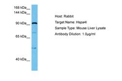 Invitrogen HSPA4L Polyclonal Antibody 100 &mu;L; Unconjugated:Antibodies,