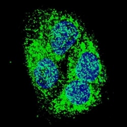 Invitrogen BNIP3 Polyclonal Antibody 400 &mu;L; Unconjugated:Antibodies,