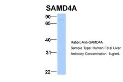 Invitrogen SAMD4A Polyclonal Antibody 100 &mu;L; Unconjugated:Antibodies,