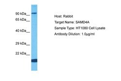 Invitrogen SAMD4A Polyclonal Antibody 100 &mu;L; Unconjugated:Antibodies,