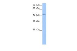 Invitrogen GSG1 Polyclonal Antibody 100 &mu;L; Unconjugated:Antibodies,