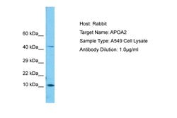 Invitrogen ApoA2 Polyclonal Antibody 100 &mu;L; Unconjugated:Antibodies,