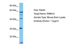 Invitrogen RIMKLB Polyclonal Antibody 100 &mu;L | Buy Online | Invitrogen&trade; | Fisher Scientific