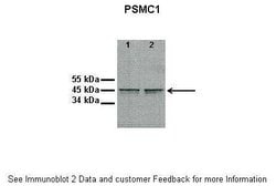 Invitrogen PSMC1 Polyclonal Antibody 100 &mu;L; Unconjugated:Antibodies,