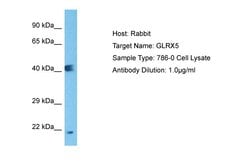 Invitrogen GLRX5 Polyclonal Antibody 100 &mu;L; Unconjugated:Antibodies,