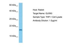 Invitrogen GLRX5 Polyclonal Antibody 100 &mu;L; Unconjugated:Antibodies,