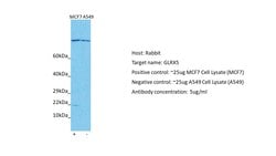 Invitrogen GLRX5 Polyclonal Antibody 100 &mu;L; Unconjugated:Antibodies,