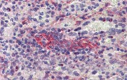Invitrogen SEPT11 Polyclonal Antibody 100 &mu;L; Unconjugated:Antibodies,