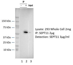 Invitrogen SEPT11 Polyclonal Antibody 100 &mu;L; Unconjugated:Antibodies,