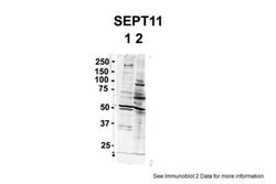 Invitrogen SEPT11 Polyclonal Antibody 100 &mu;L; Unconjugated:Antibodies,