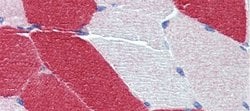 Invitrogen MYL6 Polyclonal Antibody 100 μL; Unconjugated:Antibodies,