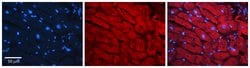 Invitrogen PKM2 Polyclonal Antibody 100 &mu;L; Unconjugated:Antibodies,