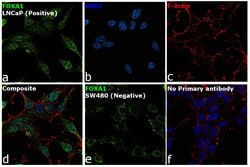 Invitrogen FOXA1 Polyclonal Antibody 100 μL; Unconjugated:Antibodies,