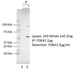 Invitrogen FOXA1 Polyclonal Antibody 100 μL; Unconjugated:Antibodies,