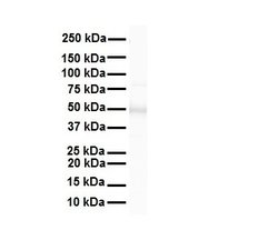Invitrogen FOXA1 Polyclonal Antibody 100 μL; Unconjugated:Antibodies,