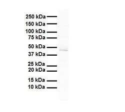 Invitrogen FOXA1 Polyclonal Antibody 100 μL; Unconjugated:Antibodies,