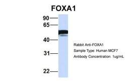 Invitrogen FOXA1 Polyclonal Antibody 100 μL; Unconjugated:Antibodies,