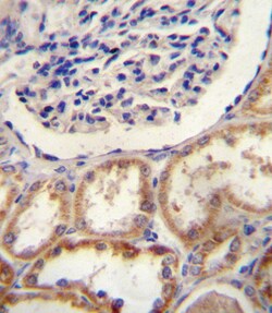Invitrogen HTRA1 Polyclonal Antibody 200 μL; Unconjugated:Antibodies,
