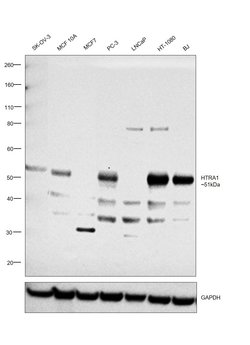 Invitrogen HTRA1 Polyclonal Antibody 200 μL; Unconjugated:Antibodies,