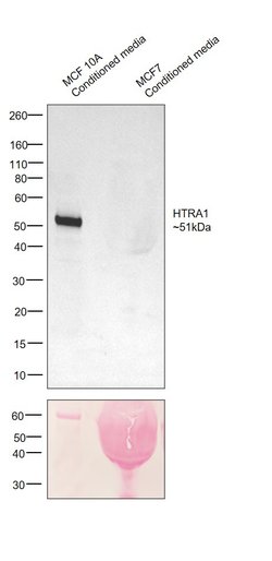 Invitrogen HTRA1 Polyclonal Antibody 200 μL; Unconjugated:Antibodies,