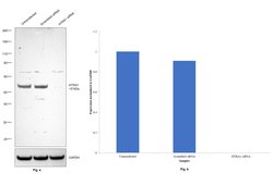 Invitrogen HTRA1 Polyclonal Antibody 200 μL; Unconjugated:Antibodies,