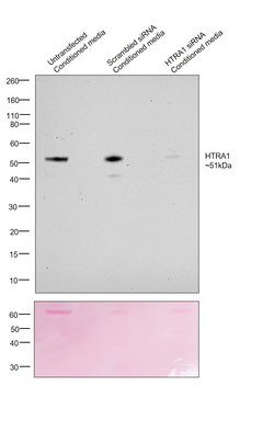Invitrogen HTRA1 Polyclonal Antibody 200 μL; Unconjugated:Antibodies,
