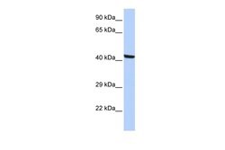 Invitrogen KPTN Polyclonal Antibody 100 &mu;L; Unconjugated:Antibodies,