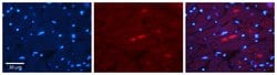 Invitrogen Adiponectin Receptor 2 Polyclonal Antibody 100 μL; Unconjugated:Antibodies,