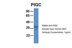 Invitrogen PIGC Polyclonal Antibody 100 &mu;L; Unconjugated:Antibodies,