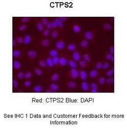 Invitrogen CTPS2 Polyclonal Antibody 100 &mu;L; Unconjugated:Antibodies,