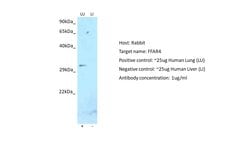 Invitrogen GPR120 Polyclonal Antibody 100 &mu;L; Unconjugated:Antibodies,