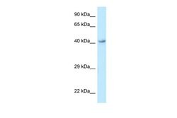 Invitrogen GPR120 Polyclonal Antibody 100 &mu;L; Unconjugated:Antibodies,