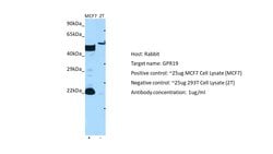 Invitrogen GPR19 Polyclonal Antibody 100 &mu;L; Unconjugated:Antibodies,