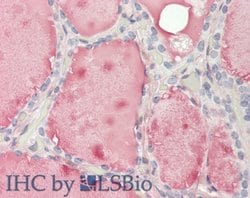 Invitrogen FCGR2B Polyclonal Antibody 100 &mu;L; Unconjugated:Antibodies,