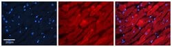 Invitrogen RAB11A Polyclonal Antibody 100 &mu;L; Unconjugated:Antibodies,